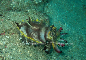 「ハナイカ」　なつみさん