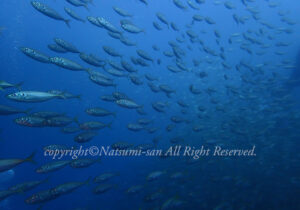 「マアジ」　なつみさん