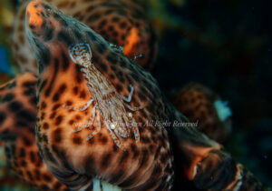 「アヤトリカクレエビ」　よしみさん