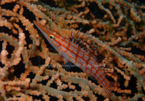 「クダゴンベ」　よしみさん