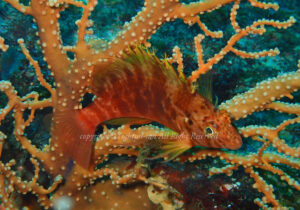 「オキゴンベ」　よしみさん