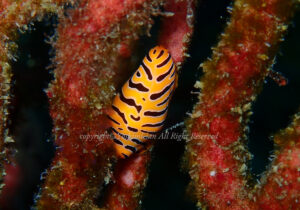 「トラフケボリ」　よしみさん