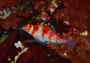 「サラサゴンベ」　よしみさん