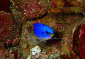 「ソラスズメダイ」　よしみさん