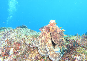 「ワモンダコ」かげやまさん