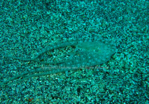 「ホワイトブイ」　よしみさん