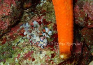 「フリソデエビ」　ゆかさん