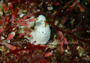 「イロカエルアンコウ」　ゆかさん