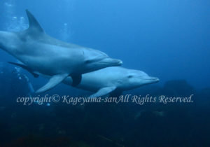 「イルカ」　かげやまさん