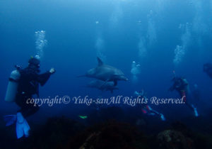 「イルカ」　ゆかさん