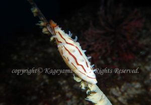 「ムラクモキヌヅツミ」　かげやまさん