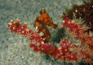 「オオウミウマ」　ゆかさん