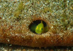 「ミジンベニハゼ」　えーさん