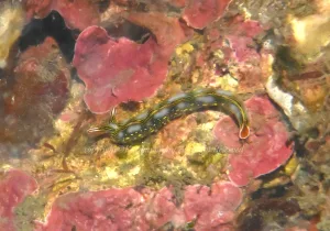 「ハナミドリガイ」 かげやまさん 「ハナミドリガイ」 かげやまさん