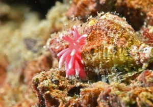 「ヒロウミウシ」 かげやまさん 「ヒロウミウシ」 かげやまさん