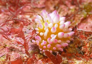 「イガグリウミウシ」 かげやまさん 「イガグリウミウシ」 かげやまさん