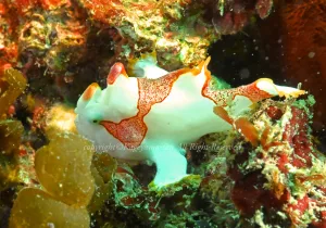 「クマドリカエルアンコウ」 かげやまさん 「クマドリカエルアンコウ」 かげやまさん