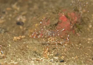 「クリアクリーナーシュリンプ」 かげやまさん 「クリアクリーナーシュリンプ」 かげやまさん