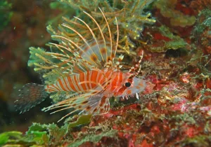 「ミズヒキミノカサゴ」 かげやまさん 「ミズヒキミノカサゴ」 かげやまさん