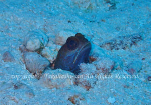 「バリアブルジョーフィッシュ」たかはしさん