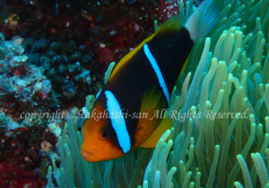 「オレンジフィンアネモエフィッシュ」たかはしさん