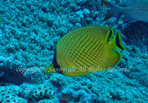 「アミチョウチョウウオ」たかはしさん