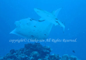 「ナンヨウマンタとグレイリーフシャーク」ちえこさん