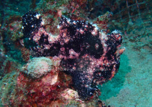 「オオモンカエルアンコウ」　れおさん