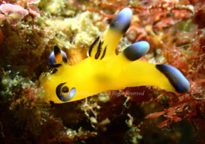 「ウデフリツノザヤウミウシ」　れおさん