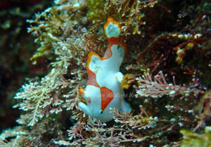 「クマドリカエルアンコウ」　れおさん