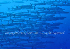 「ブラックフィンバラクーダ」たかはしさん