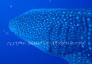 「ジンベエザメ」たかはしさん