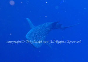 「ジンベエザメ」たかはしさん