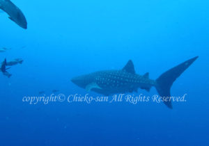 「ジンベエザメ」ちえこさん
