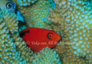 「ベニゴンベ」　ゆかさん