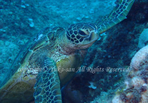 「アオウミガメ」　ゆかさん