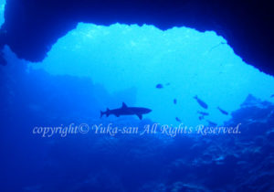 「ネムリブカ」　ゆかさん