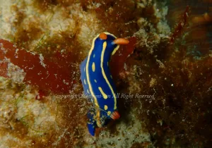 「アオウミウシ」　よしみさん