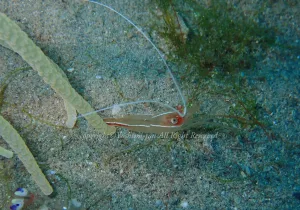 「ハクセンエビ」　よしみさん