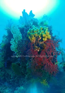 「方座浦」　よしみさん