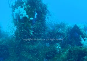 「クロホシイシモチ」　よしみさん