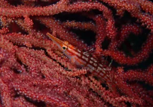 「クダゴンベ」　よしみさん