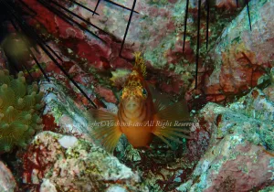 「オキゴンベ」　よしみさん