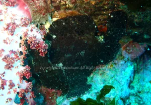 「オオモンカエルアンコウ」　よしみさん