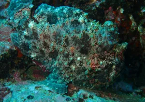 「オオモンカエルアンコウ」　よしみさん