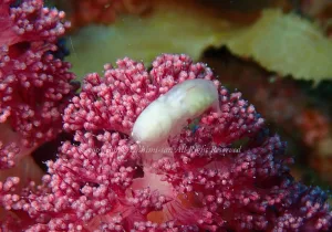 「トゲトサカテッポウエビ」　よしみさん