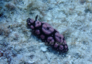 「ワモンイボウミウシ」　ゆかさん