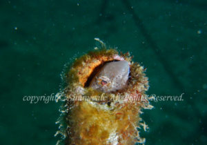 「ニジギンポ」　かげやまささんさん