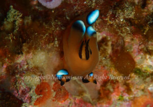 「ウデフリツノザヤウミウシ」　なつみさん