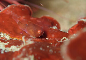 「サクラダンゴウオ」　なつみさん